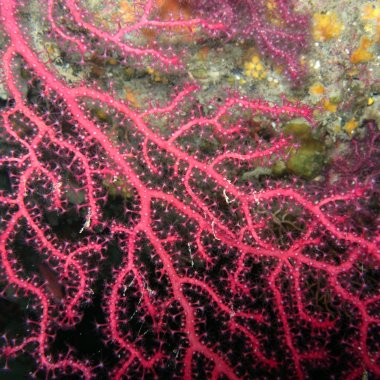 Snorkeling à Palinuro